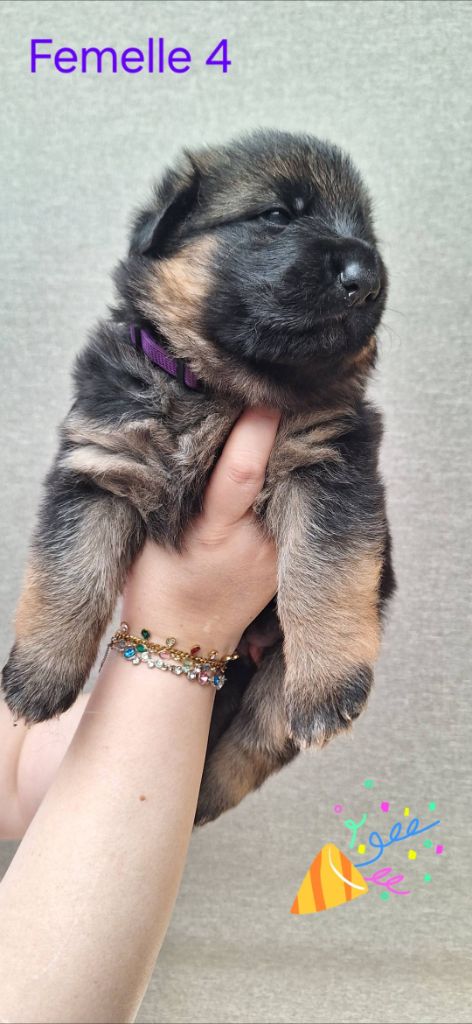 De La Béatitude - Chiots disponibles - Berger Allemand