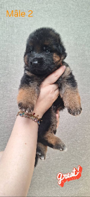 CHIOT 2