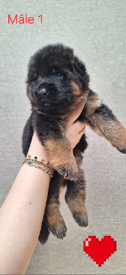 CHIOT 1