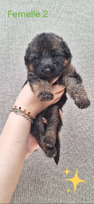 CHIOT 4