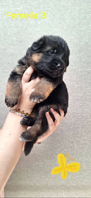 CHIOT 5