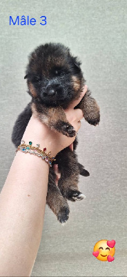 CHIOT 3