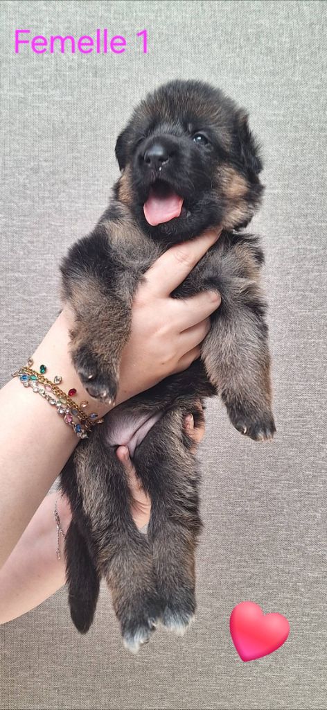 De La Béatitude - Chiots disponibles - Berger Allemand
